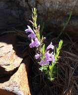 Hedeoma hyssopifolia A. Gray resmi