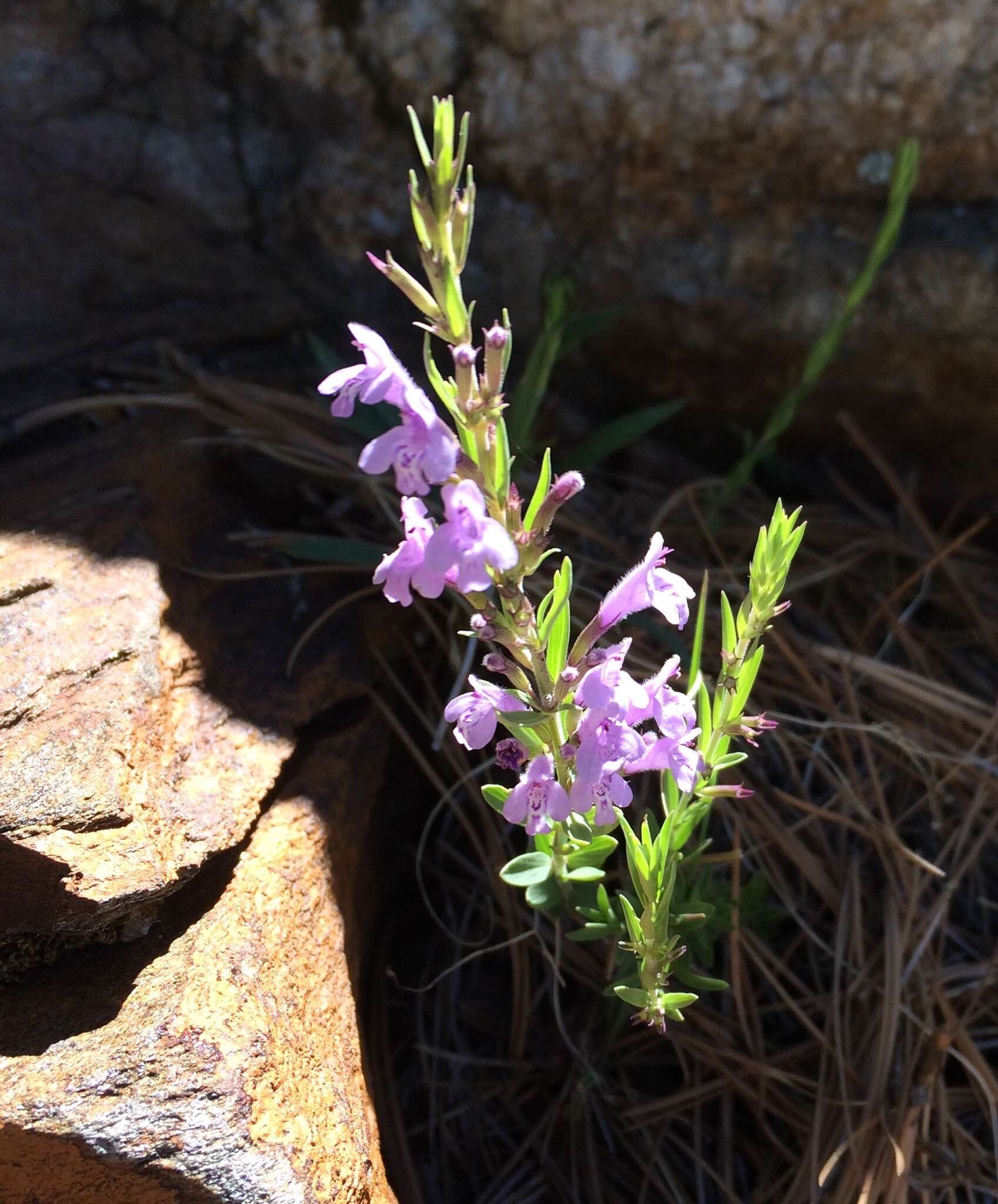 Hedeoma hyssopifolia A. Gray resmi