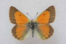 Image of Colias eogene Felder & Felder 1865