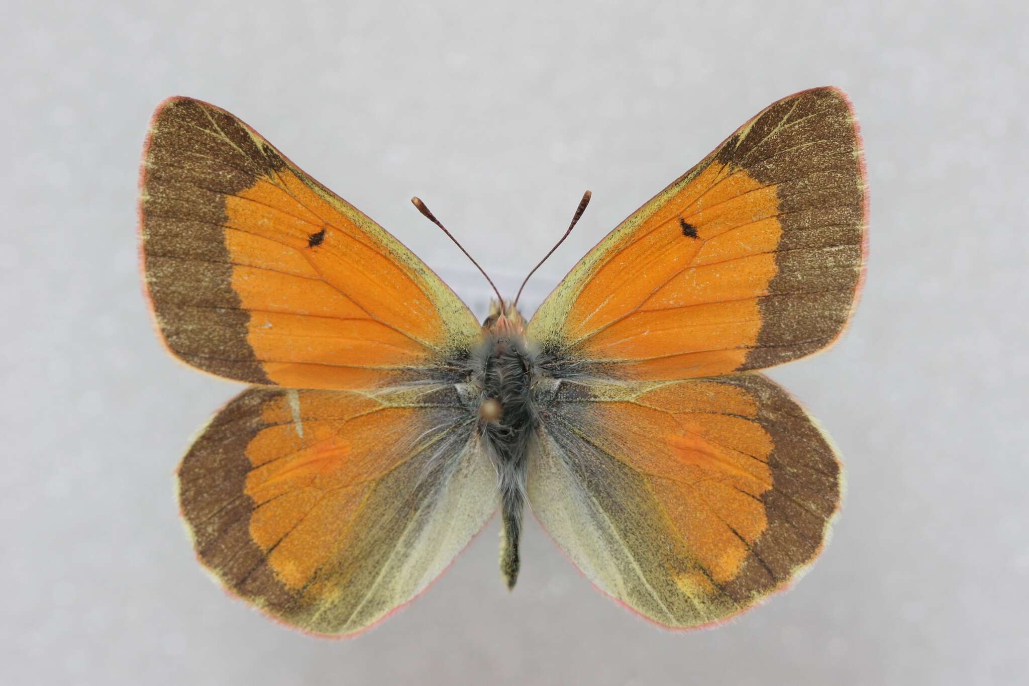 Image of Colias eogene Felder & Felder 1865