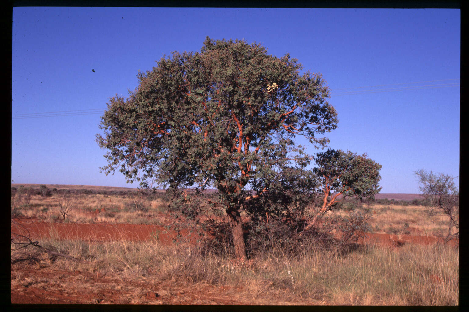 Image of Corymbia deserticola (D. J. Carr & S. G. M. Carr) K. D. Hill & L. A. S. Johnson