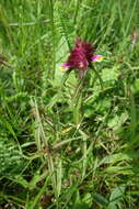 Image of Crested Cow-wheat