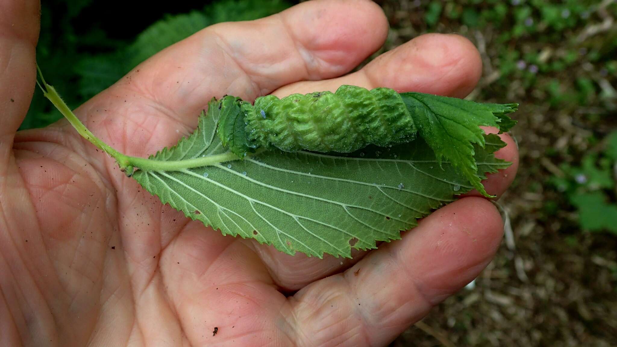 Image of Woolly aphids