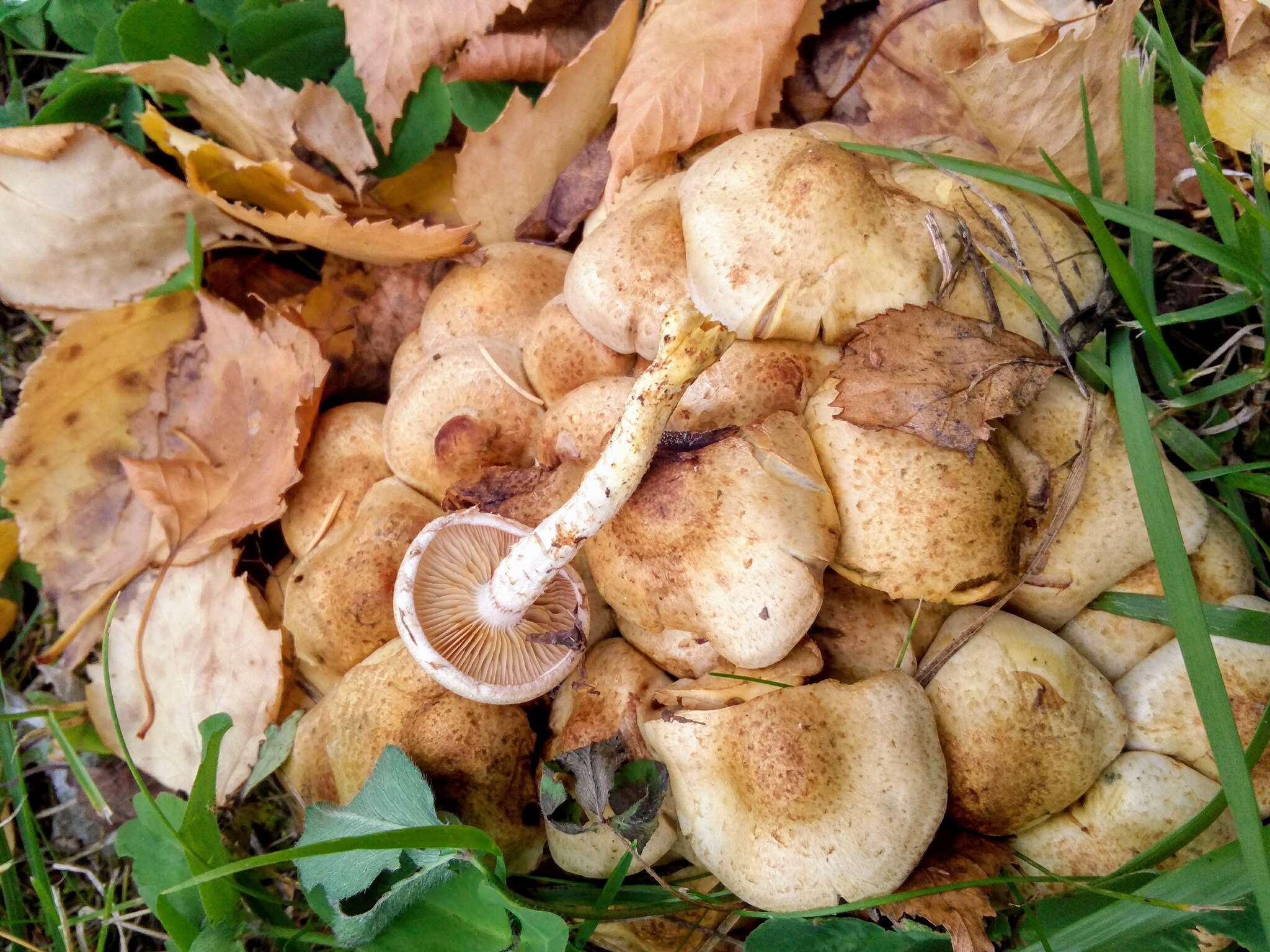 Imagem de Pholiota kodiakensis A. H. Sm. & Hesler 1968