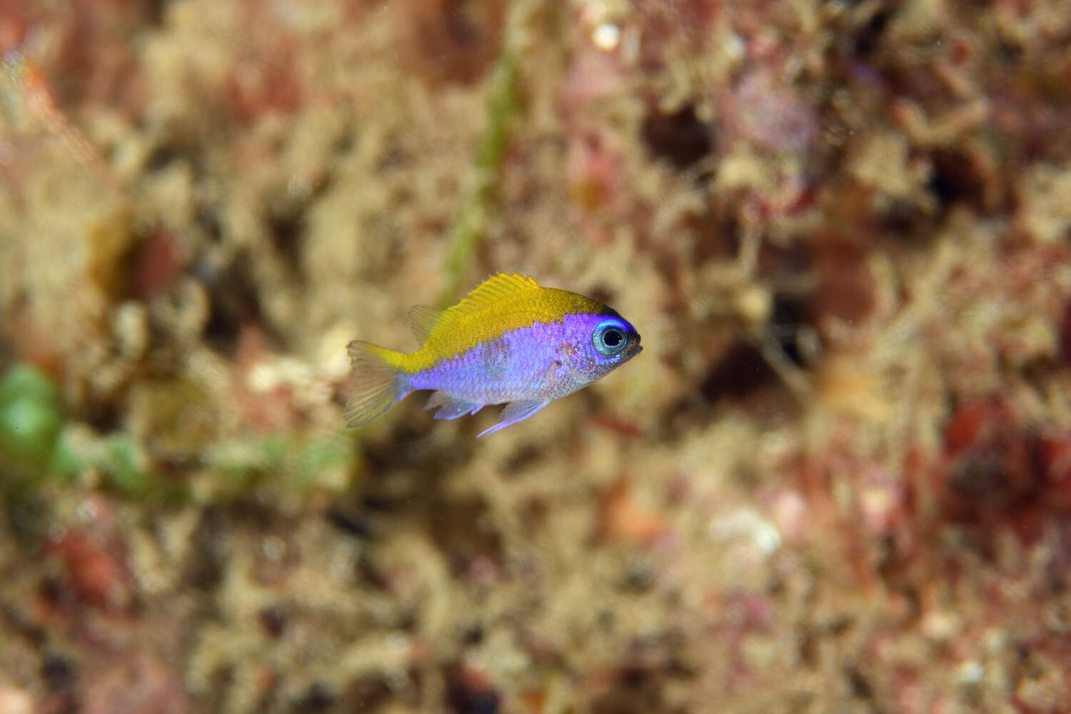 Слика од Chromis insolata (Cuvier 1830)