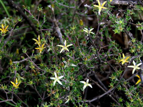 Image of Wahlenbergia albens (Spreng. ex A. DC.) Lammers