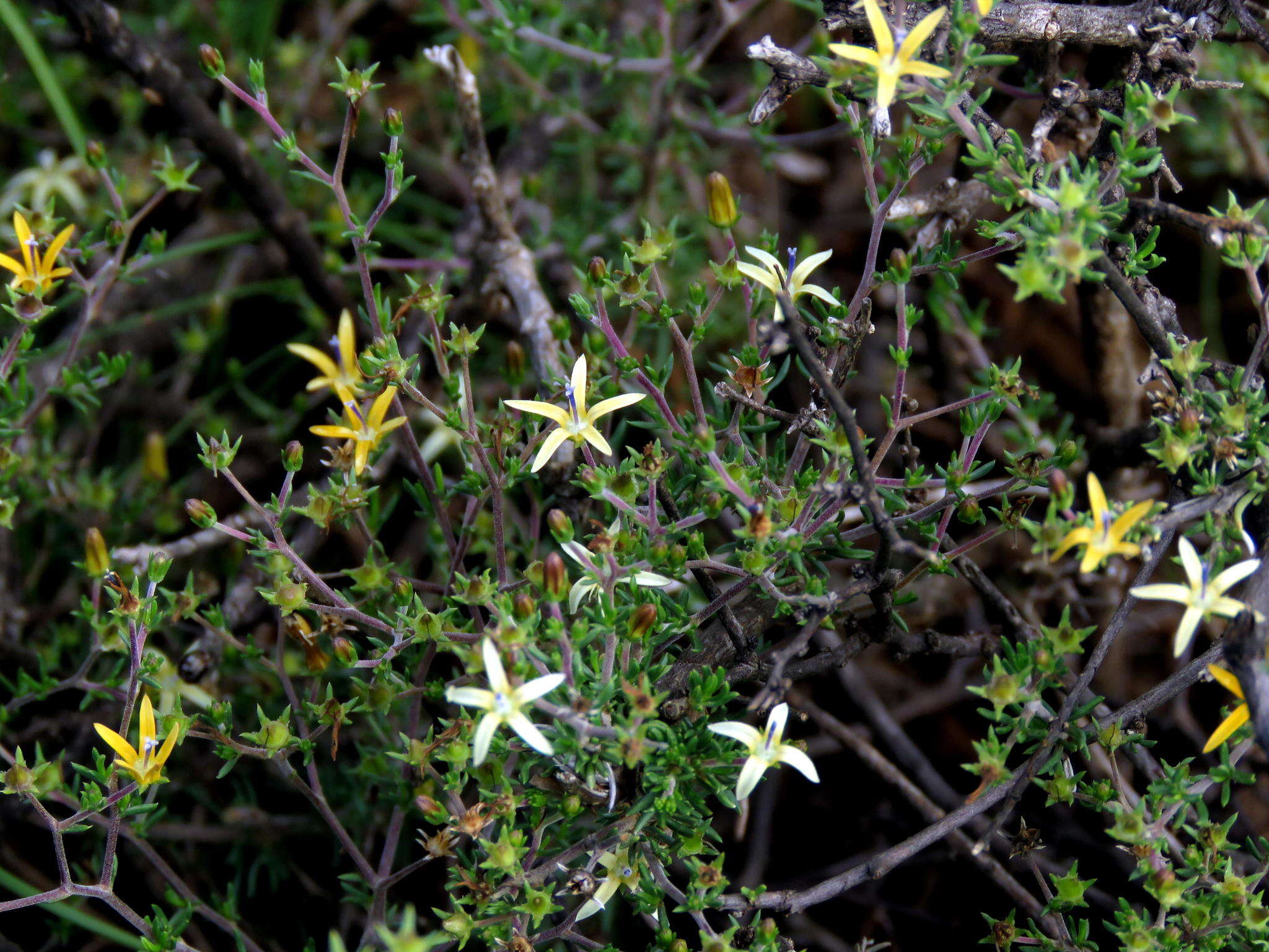 صورة Wahlenbergia albens (Spreng. ex A. DC.) Lammers