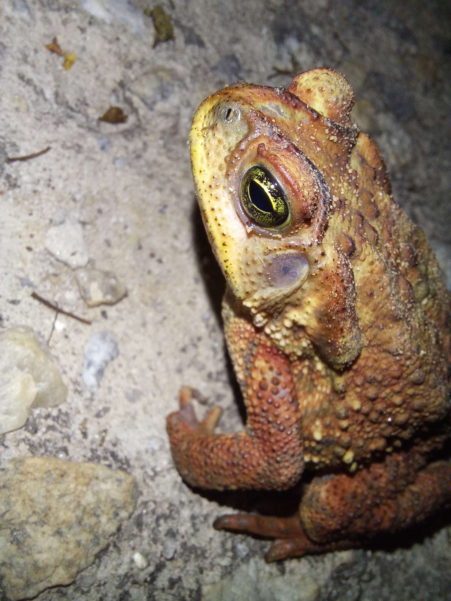 Image of Rhinella rubescens (Lutz 1925)