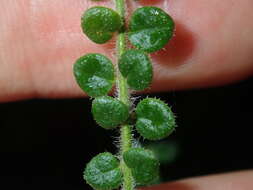 Image of Sparkling Mint-bush