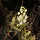 Image of Gaultheria reticulata Kunth