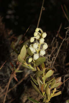 Sivun Gaultheria reticulata Kunth kuva