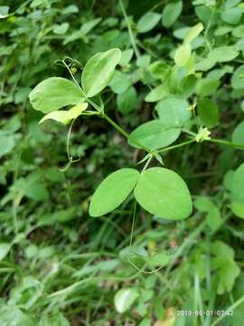 Image of Lathyrus roseus Steven