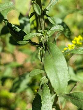 Solidago nemoralis subsp. nemoralis的圖片