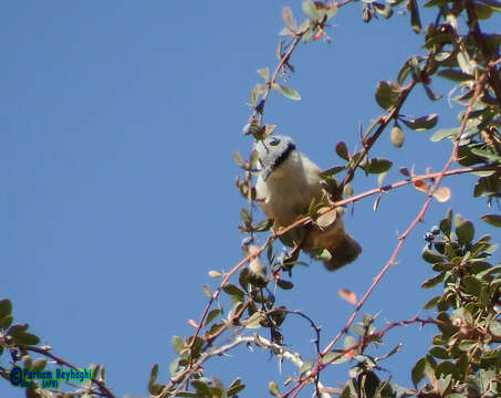 Image of Rock Nuthatch