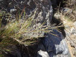 Image de Muhlenbergia dumosa Scribn. ex Vasey