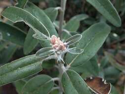 Olearia megalophylla (F. Müll.) F. Müll. resmi