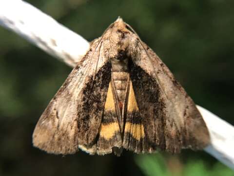 Image of Little Underwing