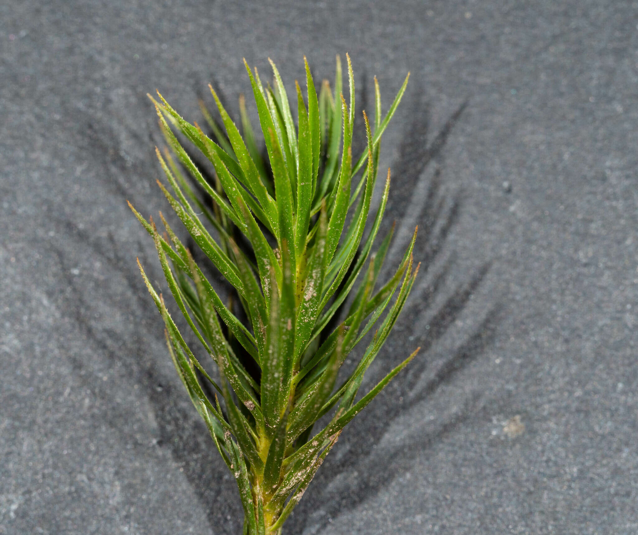 Image of Dawsonia polytrichoides R. Brown 1811