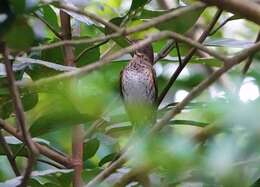 Image of Janpanese Thrush