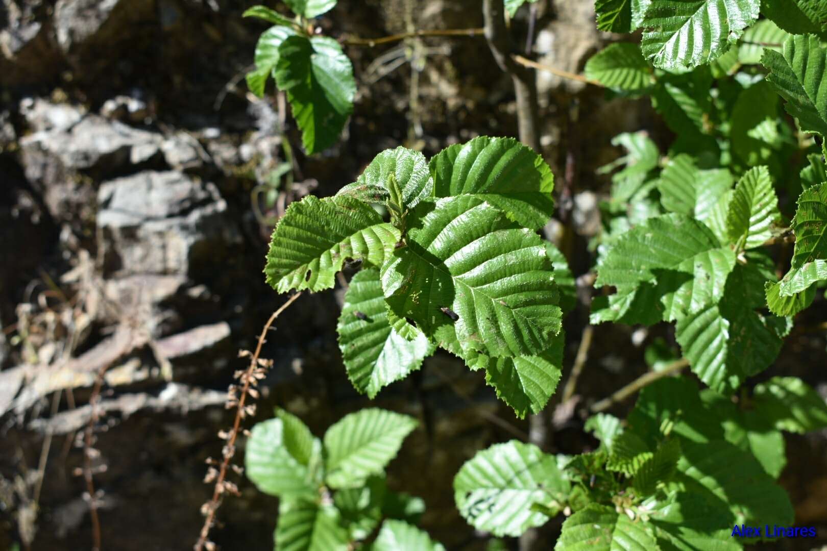 Image de Alnus oblongifolia Torr.