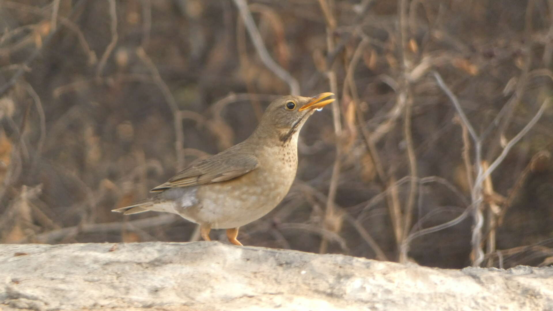 Image of Tickell's Thrush