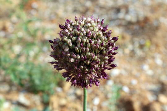 Image of broadleaf wild leek