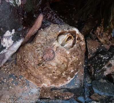 Image of Giant Acorn Barnacle