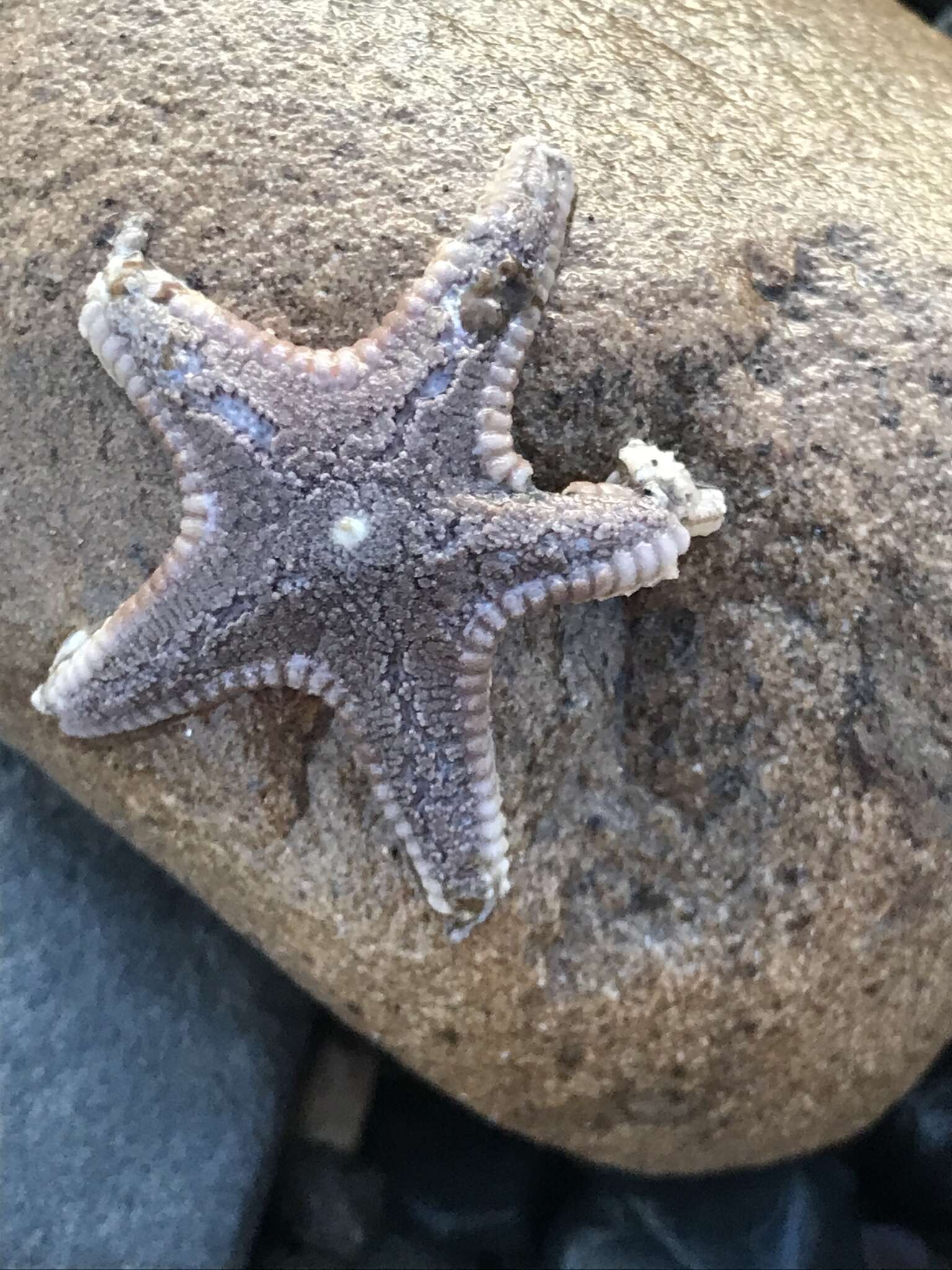 Image of Astropecten verrilli