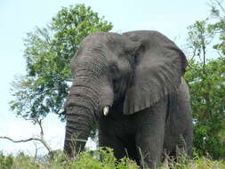 Image of African bush elephant