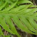 Image of Pteris comans G. Forst.
