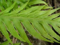 Image of Pteris comans G. Forst.