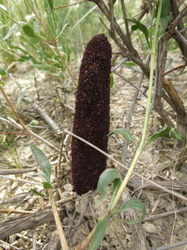 Image of Cynomorium coccineum subsp. songaricum (Rupr.) J. Leonard