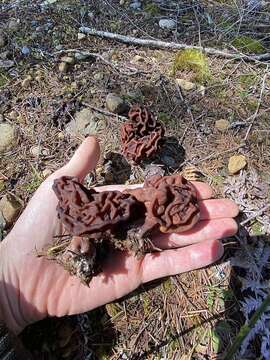 Imagem de Gyromitra venenata Hai J. Li, Z. H. Chen & Zhu L. Yang