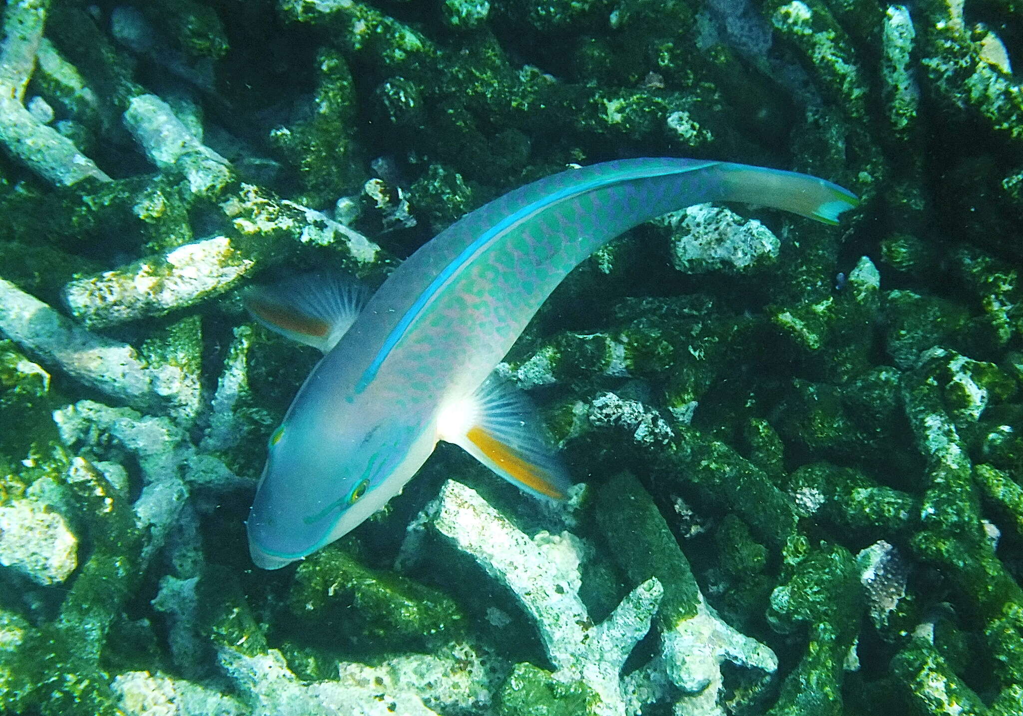 Image of Pink-margined Parrotfish