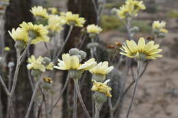 Слика од Senecio antofagastanus Cabrera