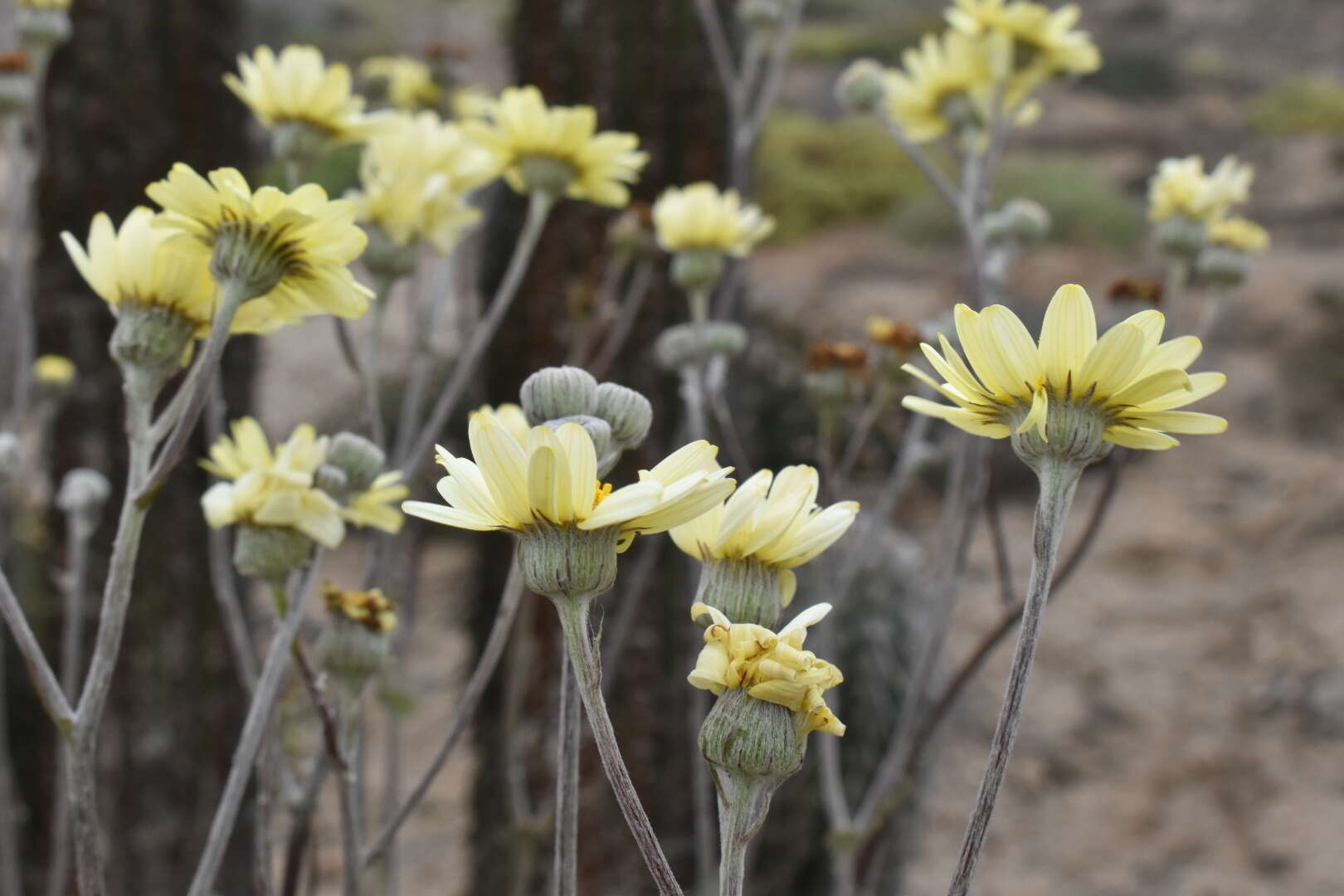 Слика од Senecio antofagastanus Cabrera