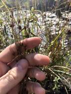 Image of Loose-Head Beak Sedge