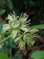 صورة Passiflora auriculata Kunth