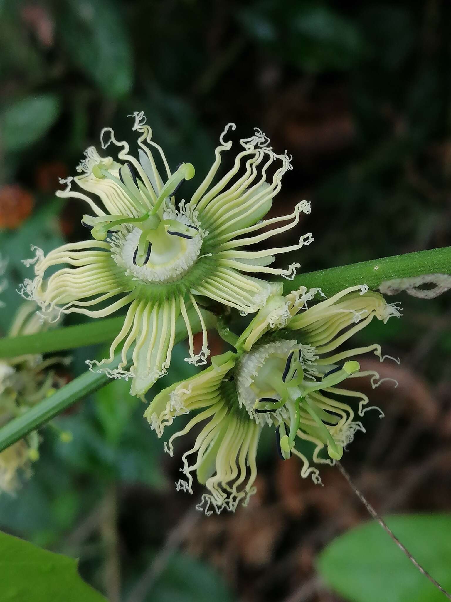 صورة Passiflora auriculata Kunth