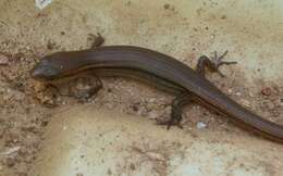 Image of Peters' Tree Skink