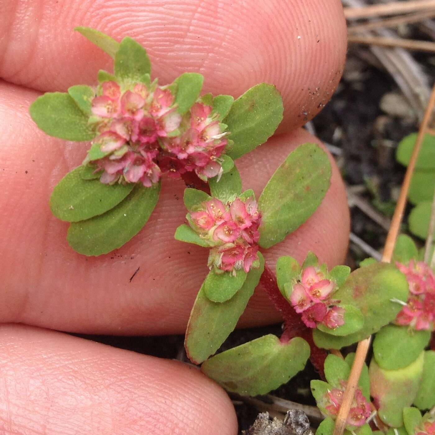 Euphorbia densiflora (Klotzsch) Klotzsch的圖片