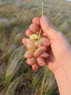 Imagem de Astragalus physodes L.