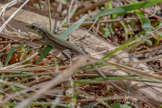 Image of Lacerta diplochondrodes