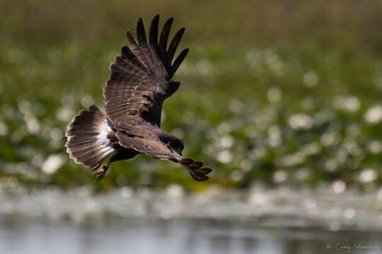 Image of Everglade snail kite