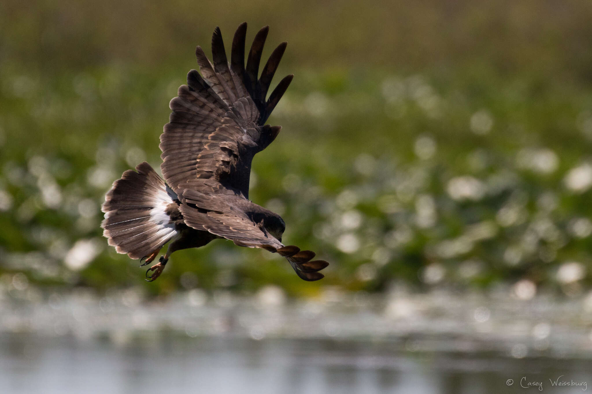 Image of Everglade snail kite