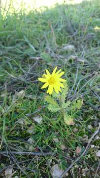 Image of eastern groundsel