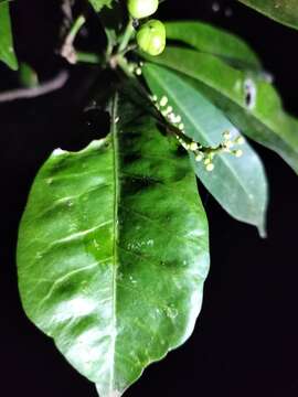 Image of Codiaeum variegatum var. variegatum