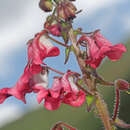 Sivun Diascia purpurea N. E. Br. kuva