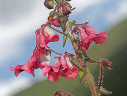 Image of Diascia purpurea N. E. Br.