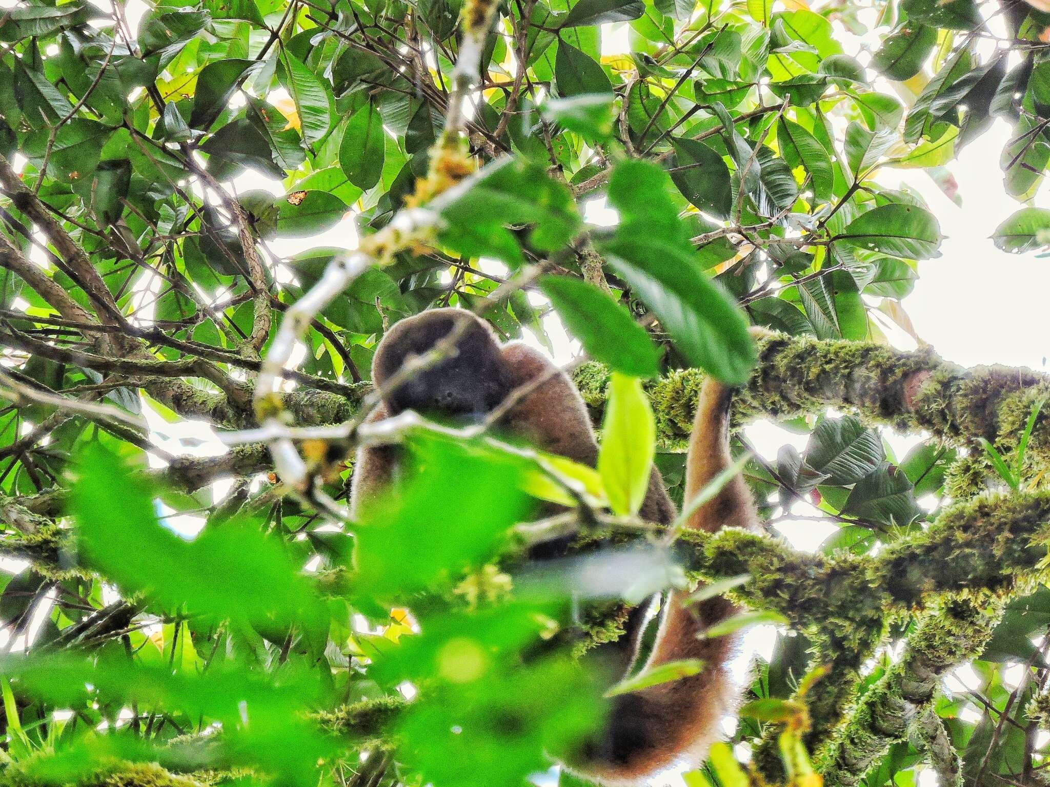 Image of Poeppig's Woolly Monkey